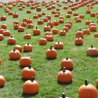 Enjoy the Pumpkin patch in Long Island