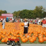 Pumpkin picking in long island at the fall farm festival
