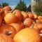 Long Island’s Pumpkin Patch